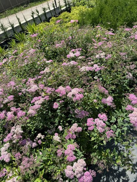 Spirea japonica 1011 foto