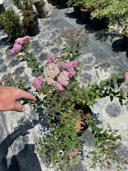 Spirea japonica 1011 foto