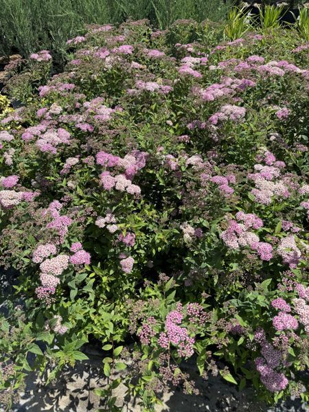 Spirea japonica 1011 foto