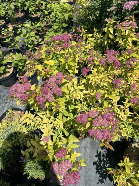 Spirea japonica 1011 foto