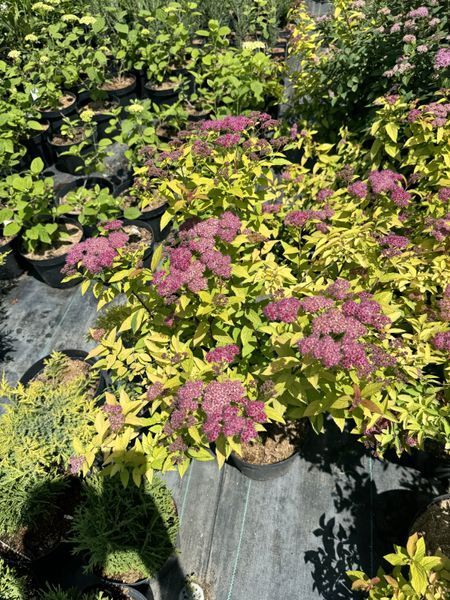 Spirea japonica 1011 foto