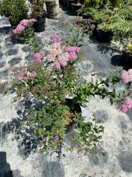 Spirea japonica 1011 foto