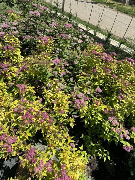 Spirea japonica 1011 foto