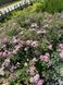 Spirea japonica 1011 foto 4