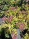 Spirea japonica 1011 foto 9