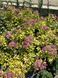 Spirea japonica 1011 foto 7