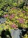 Spirea japonica 1011 foto 8