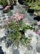 Spirea japonica 1011 foto 5