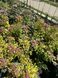 Spirea japonica 1011 foto 10