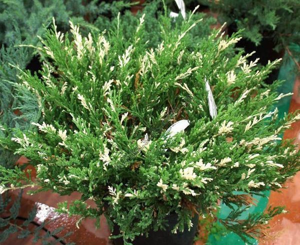 Andora compacta variegata 1015 foto