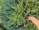 Andora compacta variegata 1015 foto 11