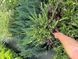 Andora compacta variegata 1015 foto 12