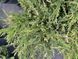 Andora compacta variegata 1015 foto 9
