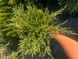Andora compacta variegata 1015 foto 2