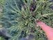 Andora compacta variegata 1015 foto 10