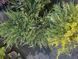 Andora compacta variegata 1015 foto 7