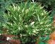 Andora compacta variegata 1015 foto 4