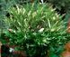 Andora compacta variegata 1015 foto 1