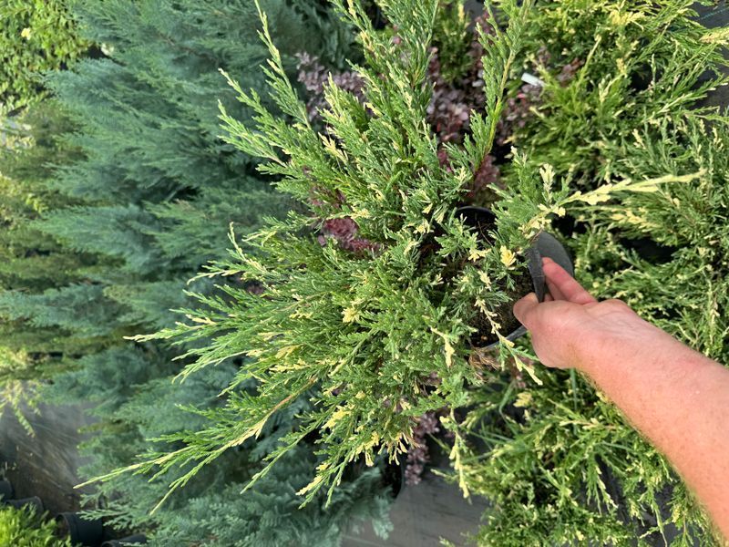 Andora compacta variegata 1015 foto
