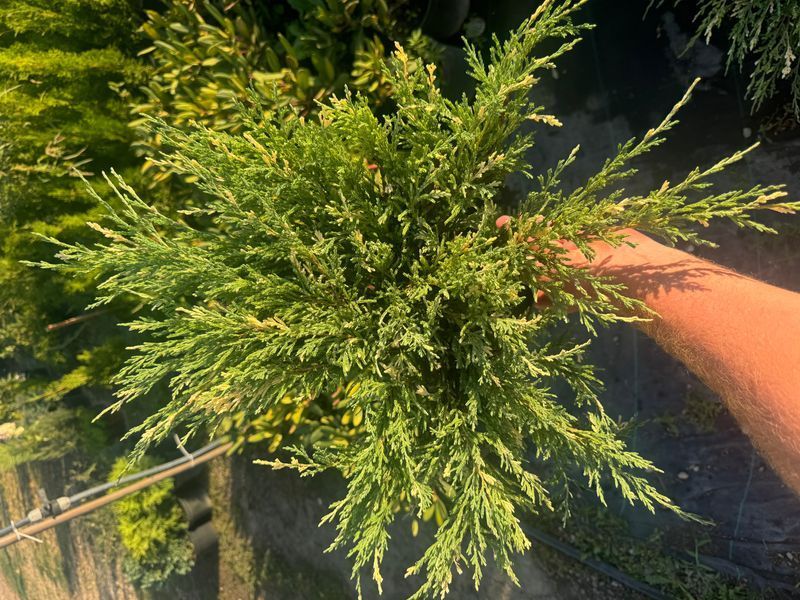 Andora compacta variegata 1015 foto