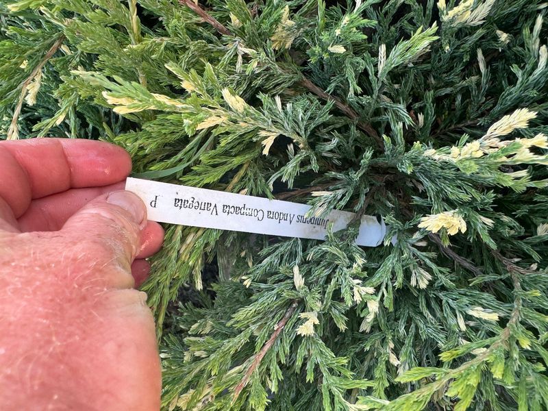 Andora compacta variegata 1015 foto