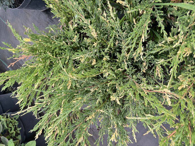 Andora compacta variegata 1015 foto