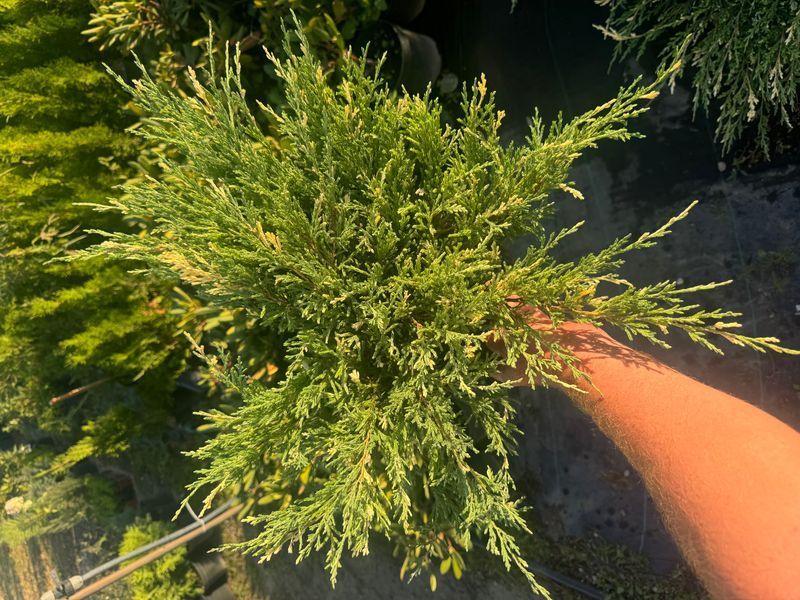 Andora compacta variegata 1015 foto