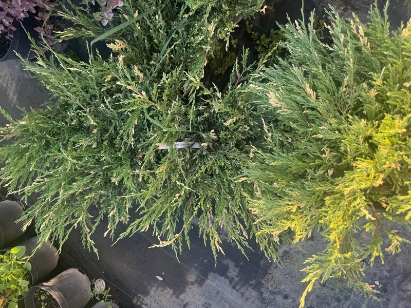 Andora compacta variegata 1015 foto