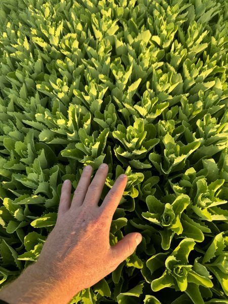 Sedum (Hylotelephium) 1018 foto