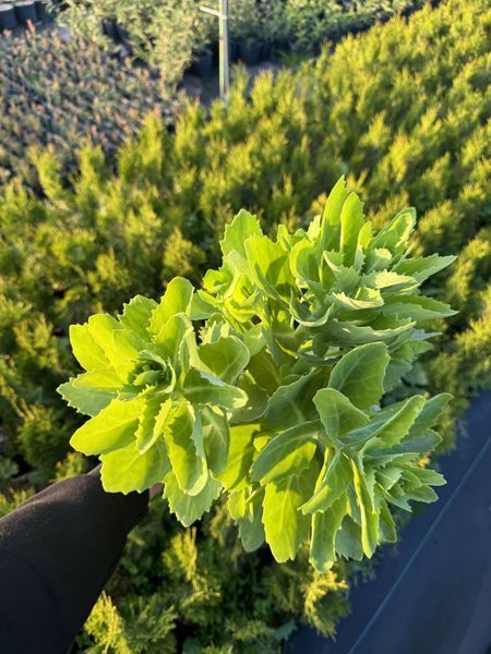 Sedum (Hylotelephium) 1018 foto