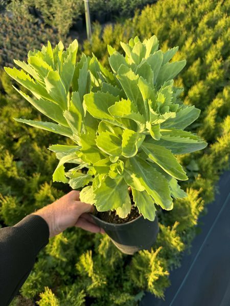 Sedum (Hylotelephium) 1018 foto