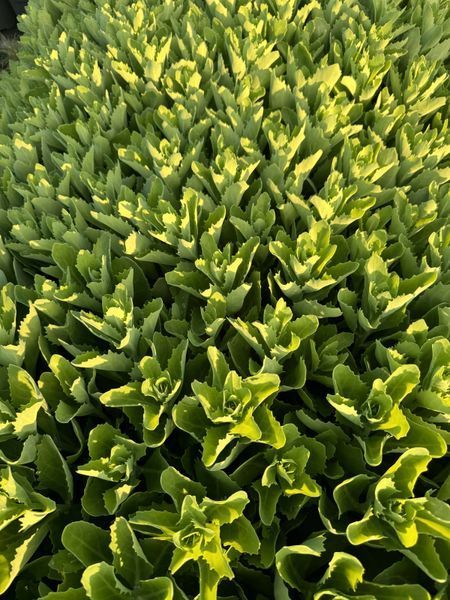 Sedum (Hylotelephium) 1018 foto