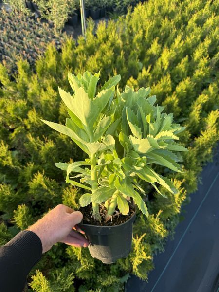 Sedum (Hylotelephium) 1018 foto