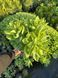 Sedum (Hylotelephium) 1018 foto 2