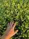 Sedum (Hylotelephium) 1018 foto 7