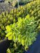 Sedum (Hylotelephium) 1018 foto 4
