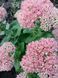 Sedum (Hylotelephium) 1018 foto 1