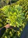 Sedum (Hylotelephium) 1018 foto 5