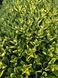 Sedum (Hylotelephium) 1018 foto 6