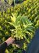 Sedum (Hylotelephium) 1018 foto 3