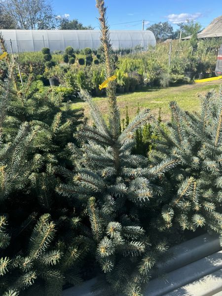 Голубая ель 1020 фото