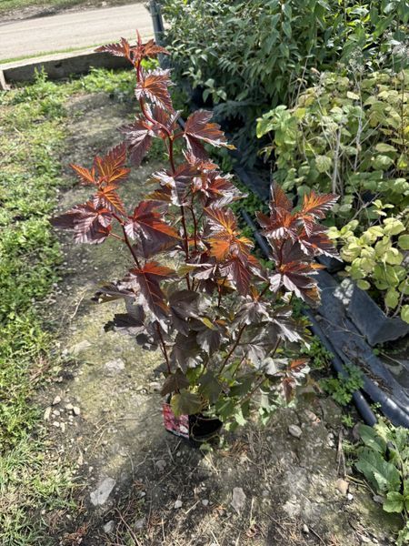 Physocarpus opulifolius &lsquo;Schuch&rsquo; 1021 foto