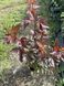 Physocarpus opulifolius &lsquo;Schuch&rsquo; 1021 foto 6