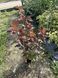 Physocarpus opulifolius &lsquo;Schuch&rsquo; 1021 foto 5